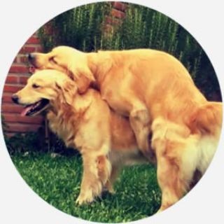 doggydgy316972 Telegram Grubu