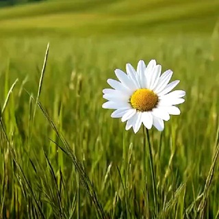 omurlukhasretim Telegram Kanalı